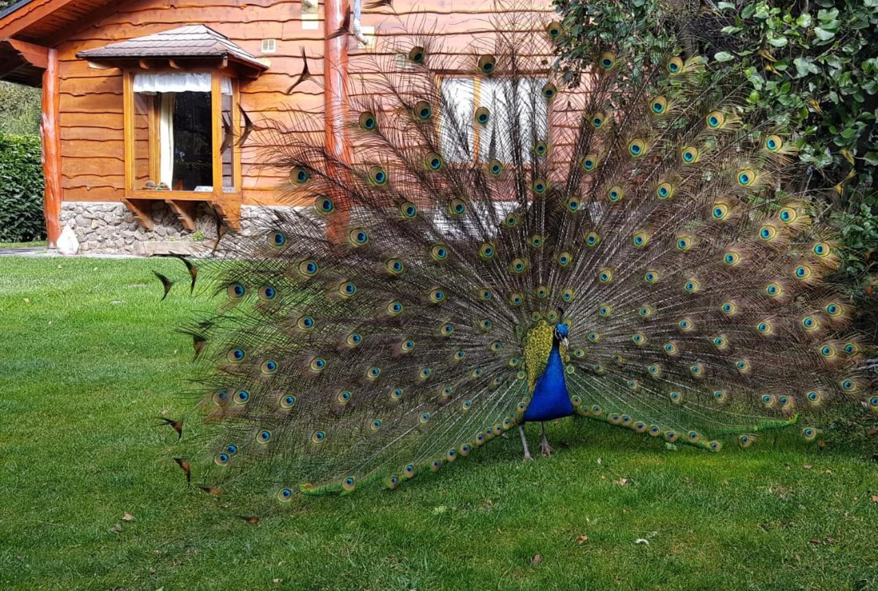 El Aguila Lejlighedshotel San Carlos de Bariloche Eksteriør billede